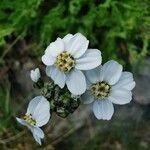 Achillea atrata flower picture by Guy DR (cc-by-sa)