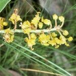 Byrsonima verbascifolia flower picture by Daniel Barthelemy (cc-by-nc)