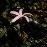 Voyria rosea habit picture by Daniel Barthelemy (cc-by-nc)