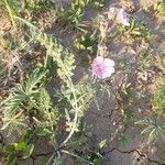 Geranium tuberosum habit picture by Sinan Avcı (cc-by-sa)