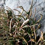 Ephedra rupestris leaf picture by Fabien Anthelme (cc-by-sa)