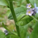 Myosotis decumbens leaf picture by Sylvain Piry (cc-by-sa)