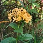 Ixora coccinea flower picture by Camarena María (cc-by-sa)