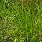 Carex divulsa habit picture by Martin Bishop (cc-by-sa)