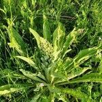 Verbascum speciosum leaf picture by Страхил Иванов (cc-by-sa)