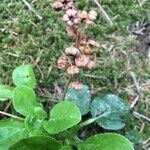 Pyrola minor fruit picture by T.O.Bias (cc-by-sa)