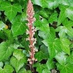 Orobanche hederae leaf picture by Sébastien (cc-by-sa)