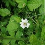 Rubus pruinosus habit picture by Joseph Dupont (cc-by-sa)