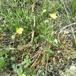 Helianthemum salicifolium habit picture by bas yves (cc-by-sa)