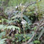 Saxifraga spathularis flower picture by Uxeli (cc-by-sa)