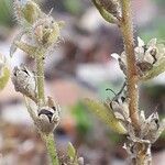 Linaria arenaria fruit picture by Emmanuel Cosson (cc-by-sa)