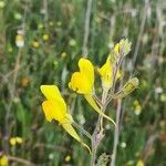 Linaria spartea flower picture by Prieta Javier (cc-by-sa)