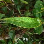 Pittosporum deplanchei leaf picture by Richard Chesher (cc-by-sa)