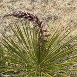 Yucca angustissima flower picture by John Taylor (cc-by-sa)