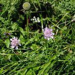 Scabiosa lucida habit picture by Jacques Zuber (cc-by-sa)