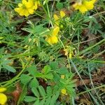 Lathyrus pratensis habit picture by Danielle MASSON (cc-by-sa)