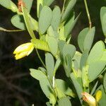 Chamaecrista diphylla flower picture by Nelson Zamora Villalobos (cc-by-nc)