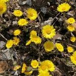 Tussilago farfara flower picture by ricci family (cc-by-sa)