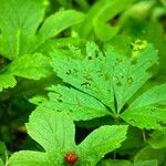 Rubus pubescens fruit picture by Roland Blahnik (cc-by-sa)