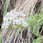 Achillea chamaemelifolia flower picture by Francois Mansour (cc-by-sa)