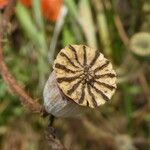 Papaver rhoeas fruit picture by Llandrich anna (cc-by-sa)