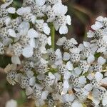 Achillea macrophylla flower picture by Uta Groger (cc-by-sa)