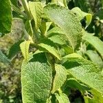 Buddleja stachyoides leaf picture by Trap Hers (cc-by-sa)