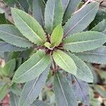 Senecio bayonnensis leaf picture by gilles vignon (cc-by-sa)