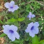 Ruellia tuberosa flower picture by Arvind Kulkarni (cc-by-sa)