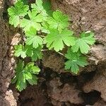 Geranium aculeolatum leaf picture by susan brown (cc-by-sa)