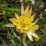 Scorzonera humilis flower picture by jid (cc-by-sa)