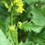 Brassica nigra habit picture by Bruno Schroder (cc-by-sa)