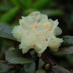 Rhododendron anthopogon flower picture by Alan Elliott (cc-by-sa)