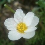 Ranunculus trichophyllus flower picture by Pedro Salgadinho (cc-by-sa)