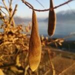 Wisteria sinensis fruit picture by Eugénie Giacomelli (cc-by-sa)