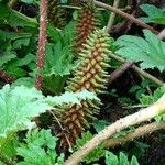 Gunnera tinctoria fruit picture by C. Ramos (cc-by-sa)