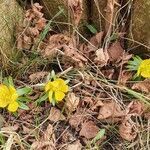 Eranthis hyemalis habit picture by Bořek Tuček (cc-by-sa)