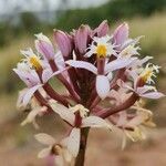 Epidendrum arachnoglossum flower picture by Gabriel OLLIVIER (cc-by-sa)