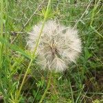 Tragopogon pratensis fruit picture by Pep Secem (cc-by-sa)