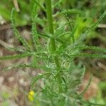 Crupina crupinastrum leaf picture by Botasy (cc-by-sa)