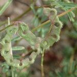 Hippocrepis ciliata fruit picture by Sylvain Piry (cc-by-sa)