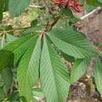 Aesculus pavia leaf picture by Jerry Colwell (cc-by-sa)