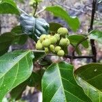 Macaranga coriacea fruit picture by Coordination Endemia (cc-by-sa)