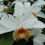 Sobralia chrysostoma flower picture by Luz Rodríguez De Rovira (cc-by-sa)