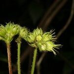 Pavonia peruviana fruit picture by Nelson Zamora Villalobos (cc-by-nc)