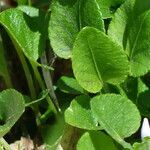 Viola rupestris leaf picture by francois tissot (cc-by-sa)