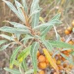 Hippophae rhamnoides leaf picture by Leen Huysmans (cc-by-sa)