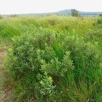 Myrica gale habit picture by Pierre LEON (cc-by-sa)