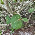 Coccoloba uvifera leaf picture by Kelley Clark (cc-by-sa)