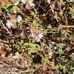 Plumbago europaea habit picture by Béatrice Escande (cc-by-sa)